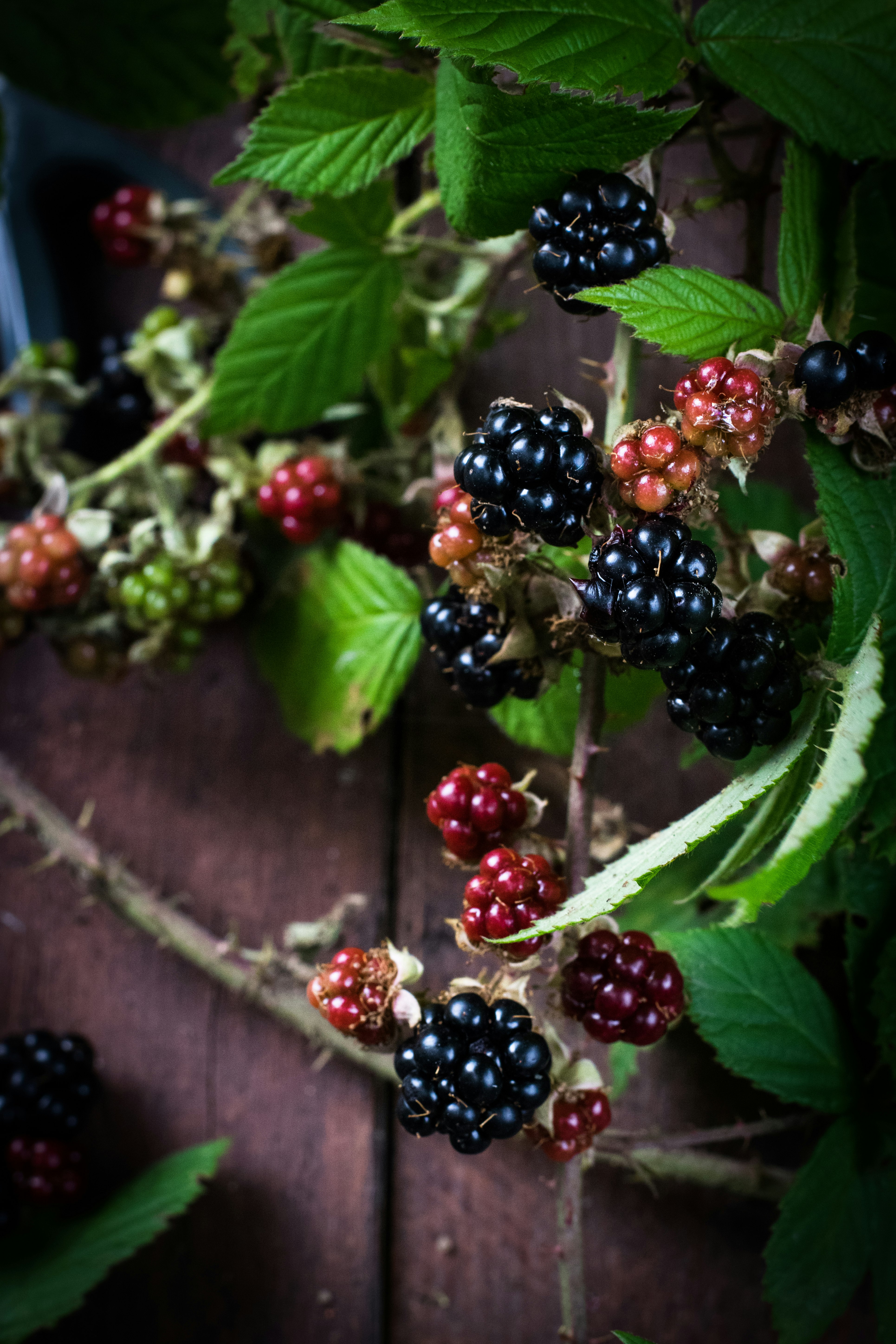 red and black raspberries